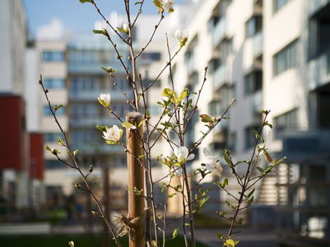 Baufortschritt Gartensiedlung Ottakring 025 © VWA Immobilienverwaltung Baufortschritt Gartensiedlung Ottakring 025 © VWA Immobilienverwaltung