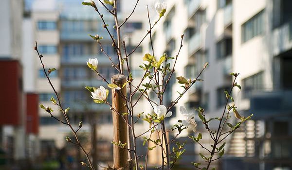 Baufortschritt Gartensiedlung Ottakring 025 © VWA Immobilienverwaltung Baufortschritt Gartensiedlung Ottakring 025 © VWA Immobilienverwaltung